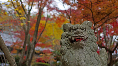 花の寺で圧巻の紅葉～勝持寺