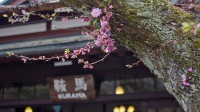 遅咲きの桜探して鞍馬寺